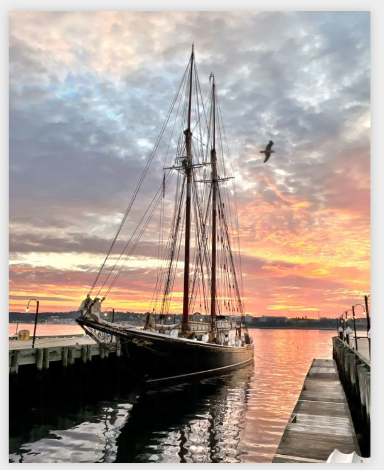 The Bluenose is sailing once again