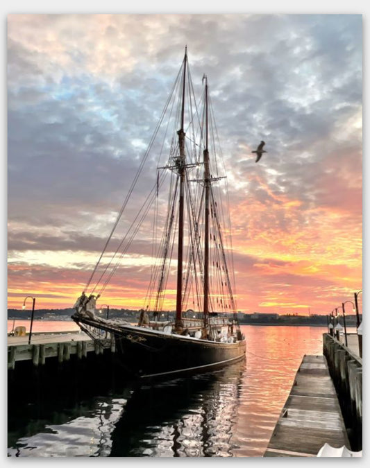 The Bluenose is sailing once again