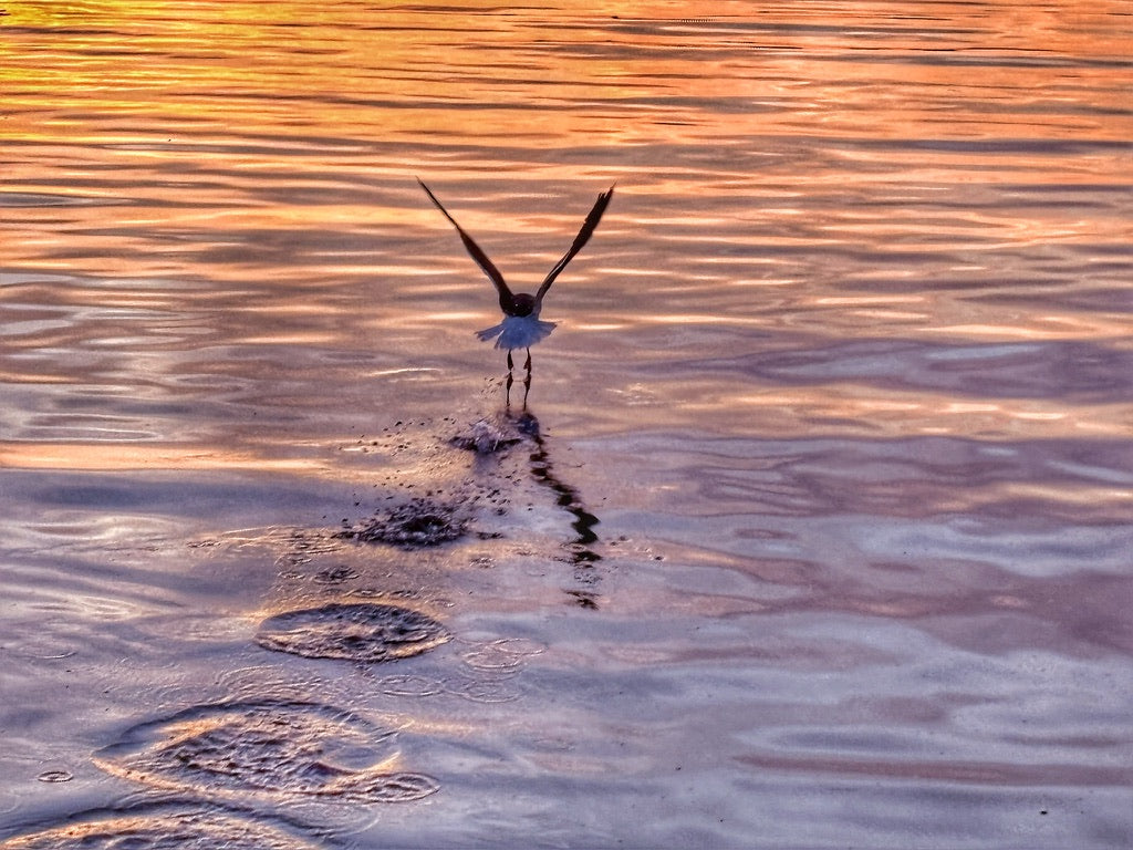 Wings of morning