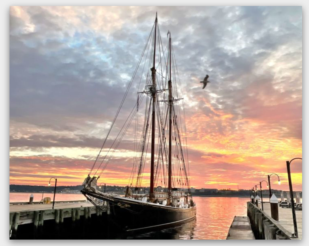 The Bluenose is sailing once again