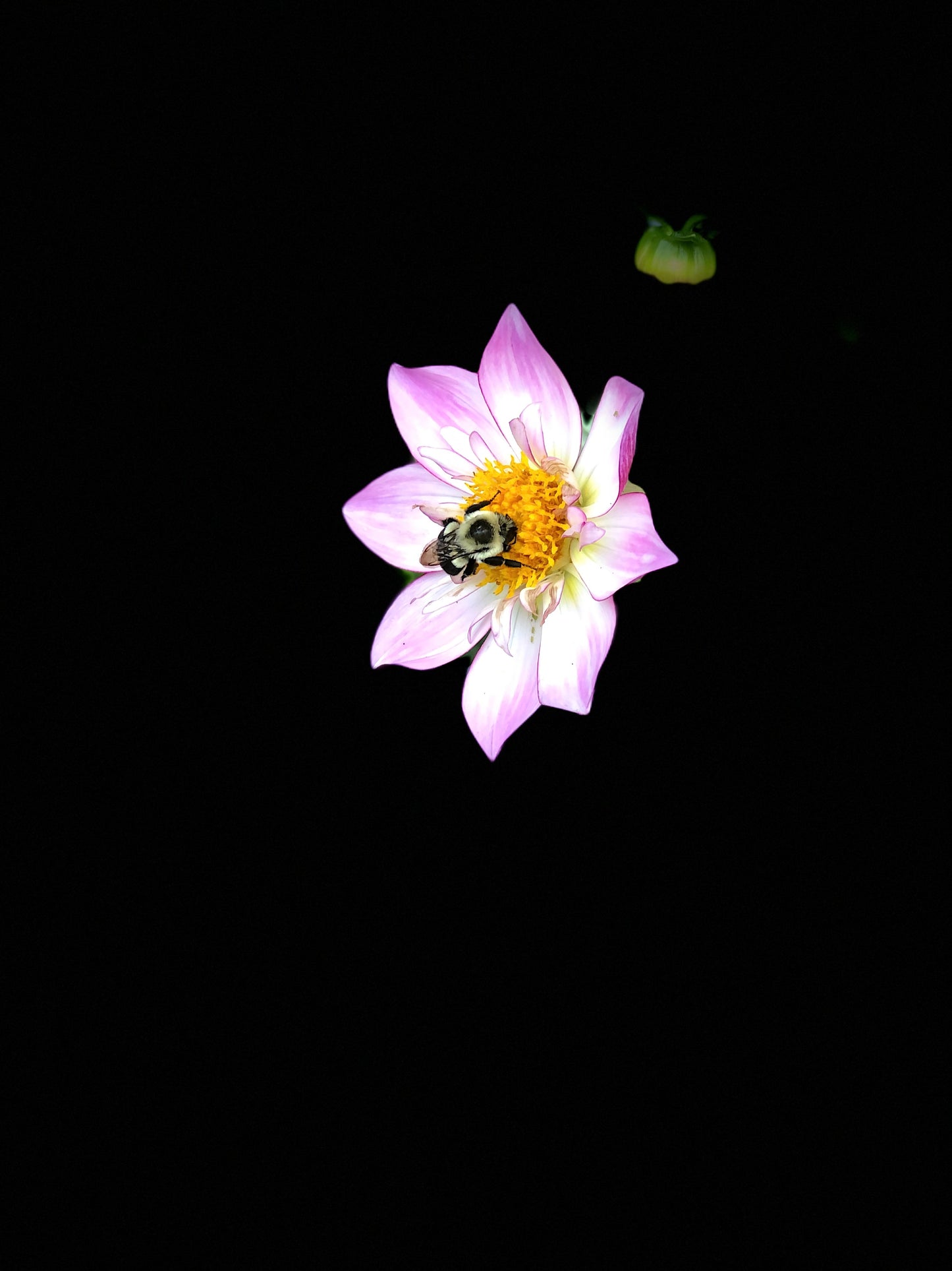 Bee in the void