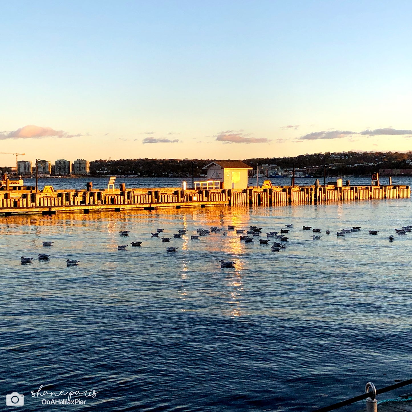 Where the gulls gather