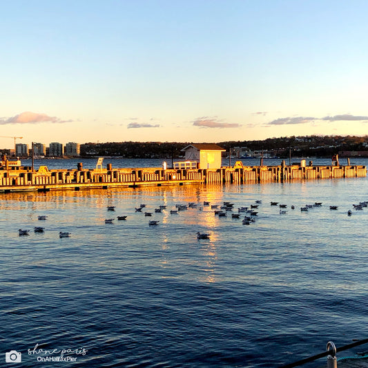 Where the gulls gather