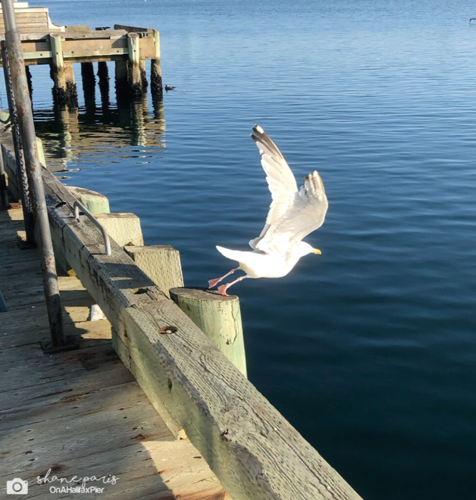 Leap of Faith